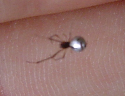 Araneus sp.; Argyrodes sp.